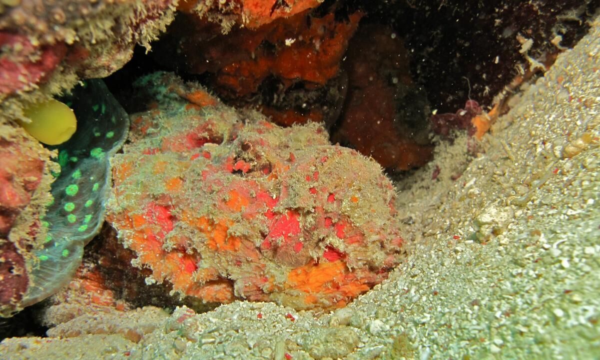 Reef stonefish